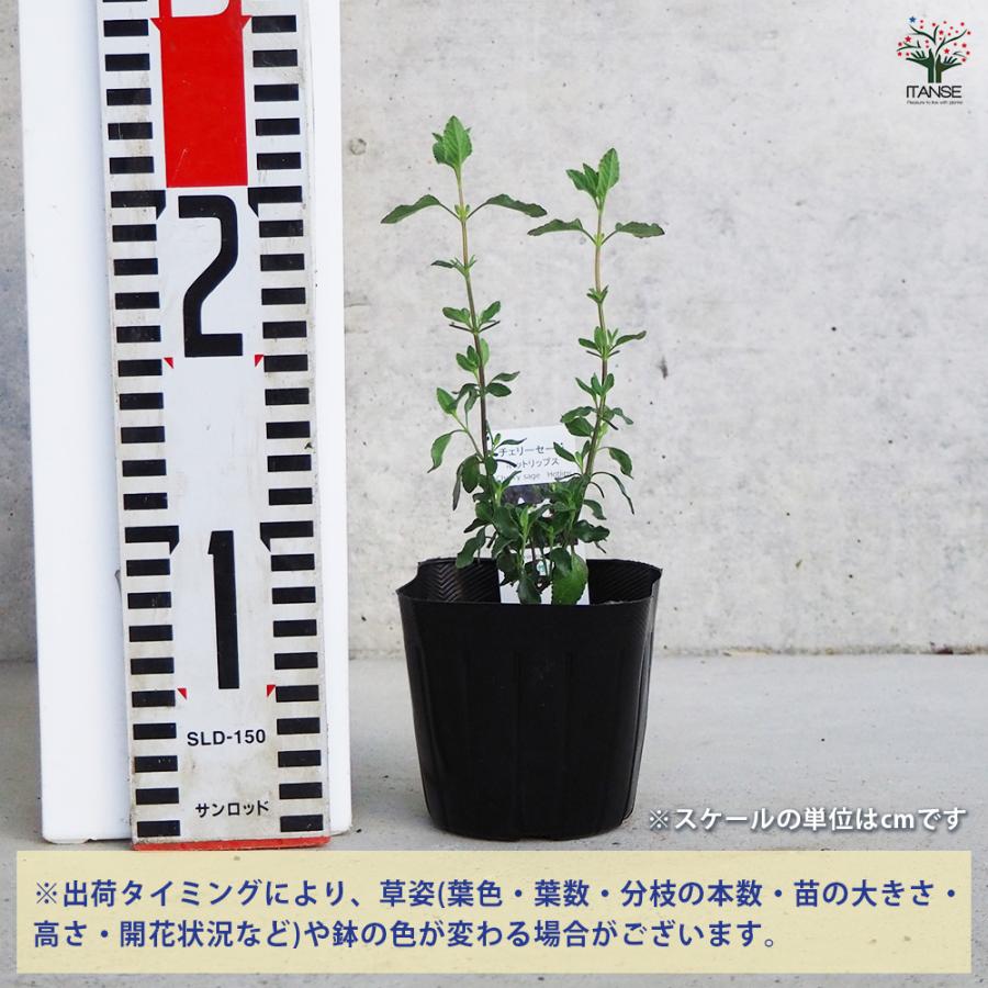 ITANSE チェリーセージ ホットリップス ハーブの苗 9cmポット/お買い得