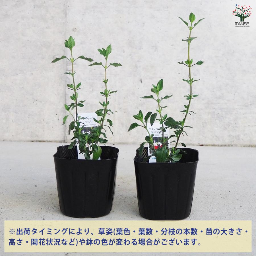 ITANSE チェリーセージ ホットリップス ハーブの苗 9cmポット/お買い得