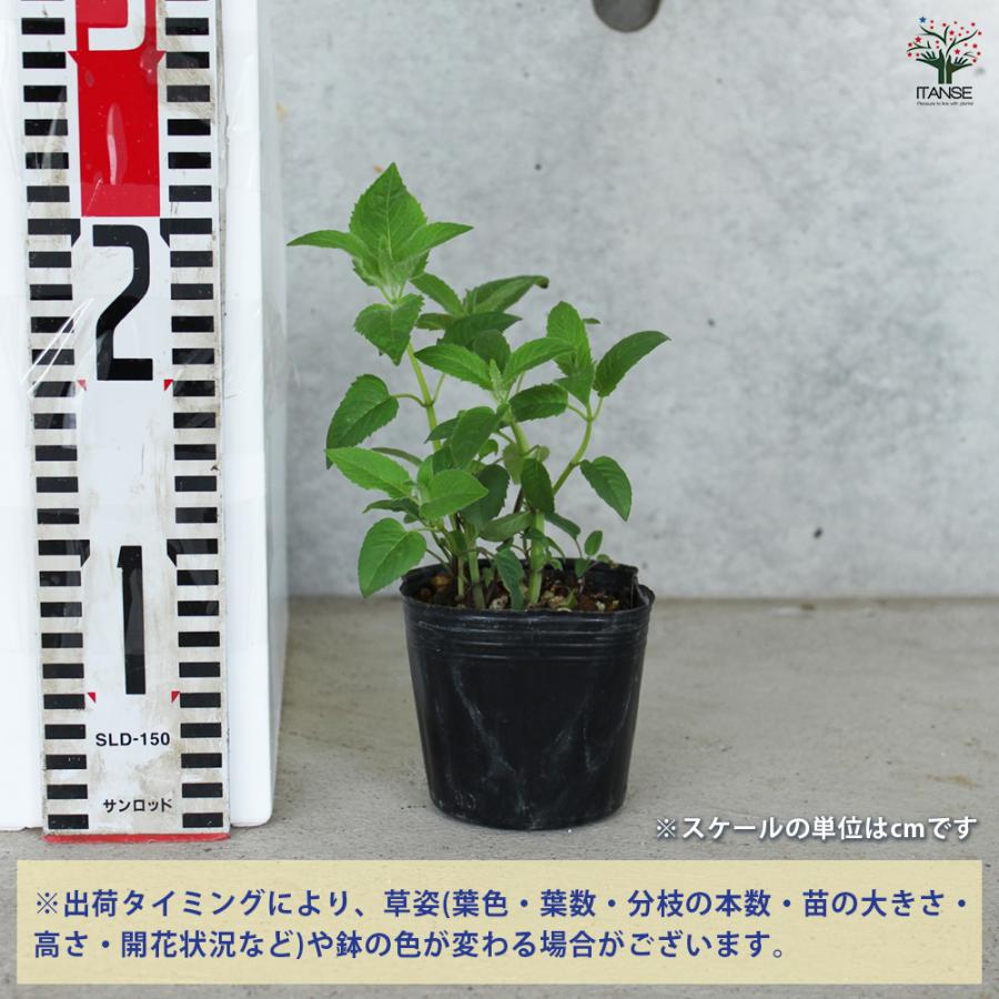 ITANSE ベルガモット ハーブの苗 3号ポット/お買い得2個セット