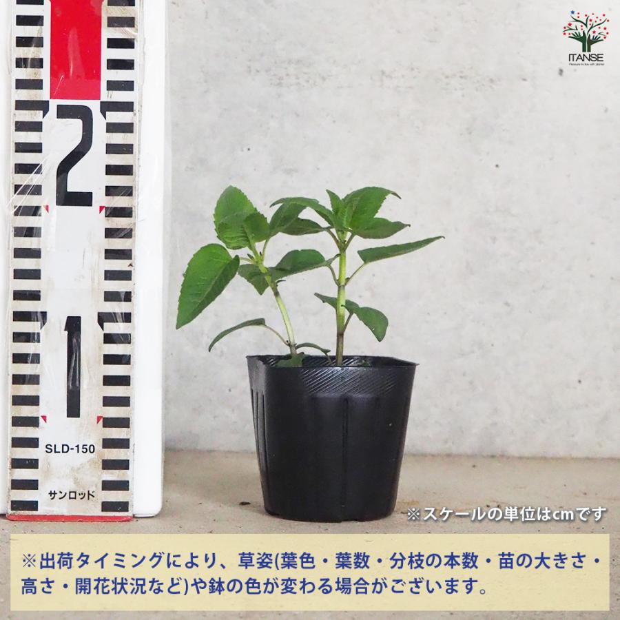 ITANSE ベルガモット レッド ハーブの苗 3号ポット/お買い得4個セット