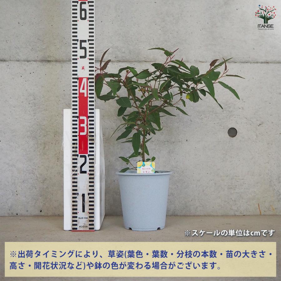 ITANSE レモンユーカリ 5号鉢/1個売り レモンユーカリ苗 シトリオドラ