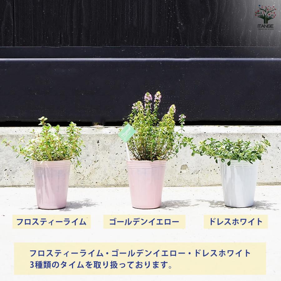 ITANSE タイム フロスティーライム 2.5号ポット/お買い得4個セット 苗