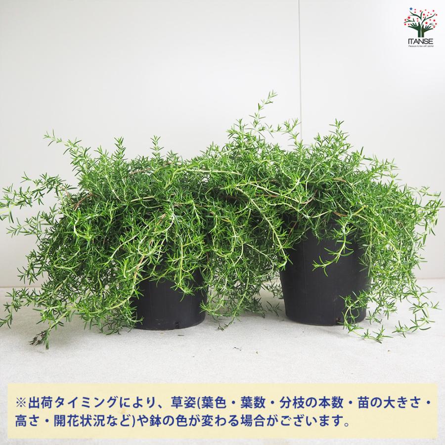 ITANSE ローズマリー 這性 ハーブの苗 7号ポット/1個売り ローズマリー