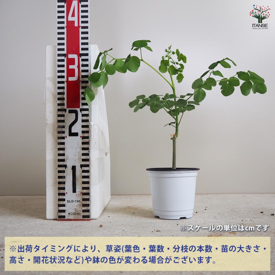 ITANSE モリンガ セネガル産 Sサイズ ハーブの苗 Sサイズポット