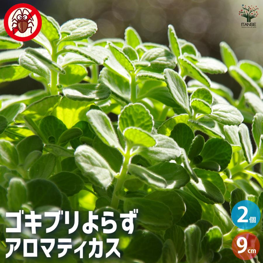 ゴキブリよらず アロマティカス ハーブの苗 9cm/お買い得2個セット