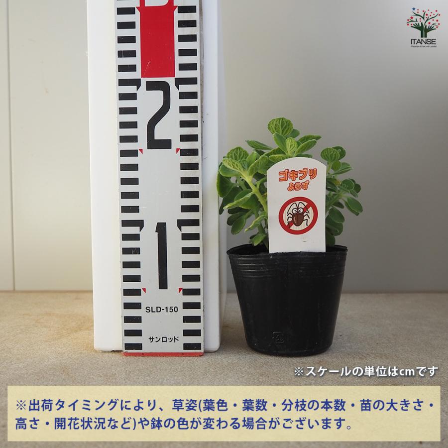ゴキブリよらず アロマティカス ハーブの苗 9cm/お買い得2個セット
