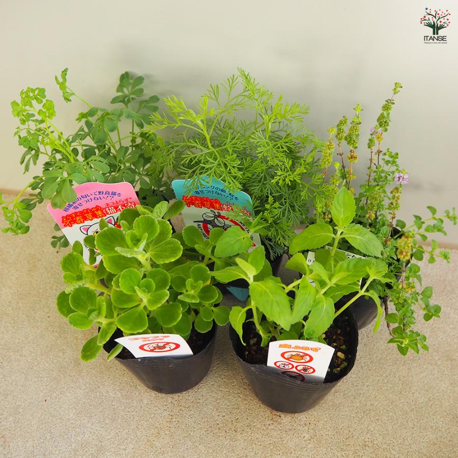 蚊・ネコ・アリ・虫・ゴキブリよらず ハーブの苗 9cm/お買い得 各3個