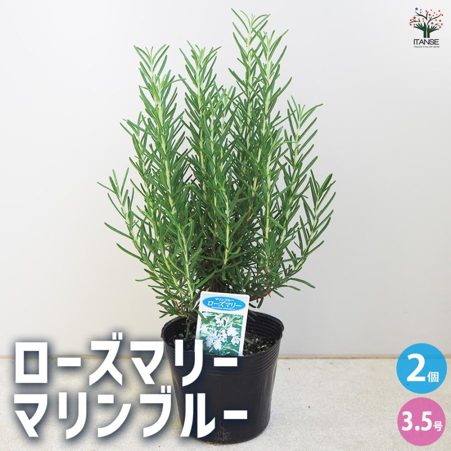 ローズマリー マリンブルー ハーブの苗 3.5〜4号/お買い得2個セット