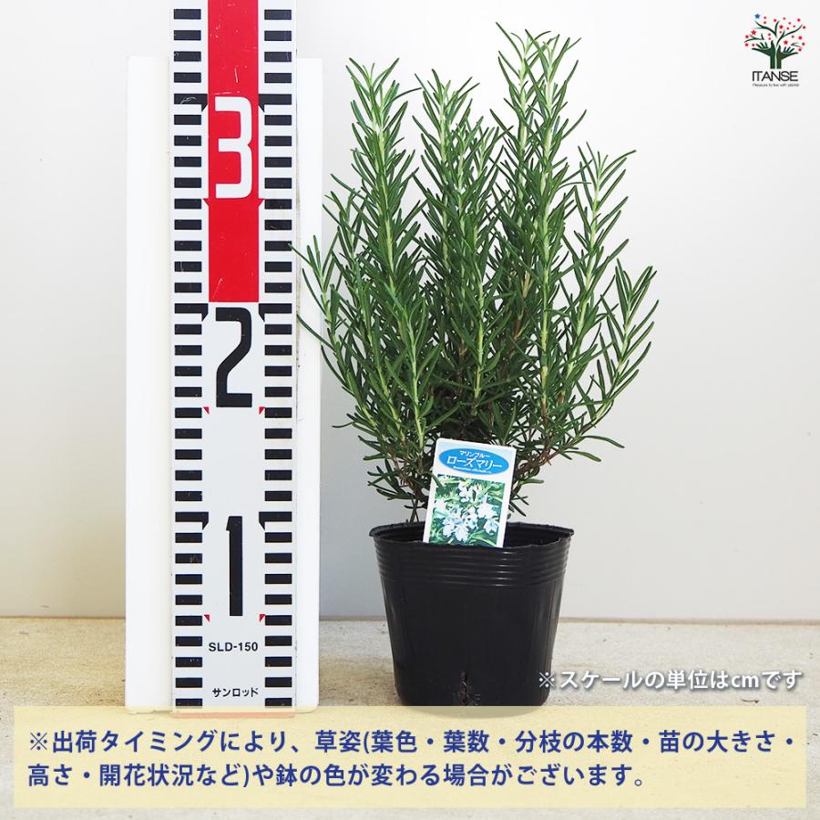ローズマリー マリンブルー ハーブの苗 3.5〜4号/お買い得2個セット