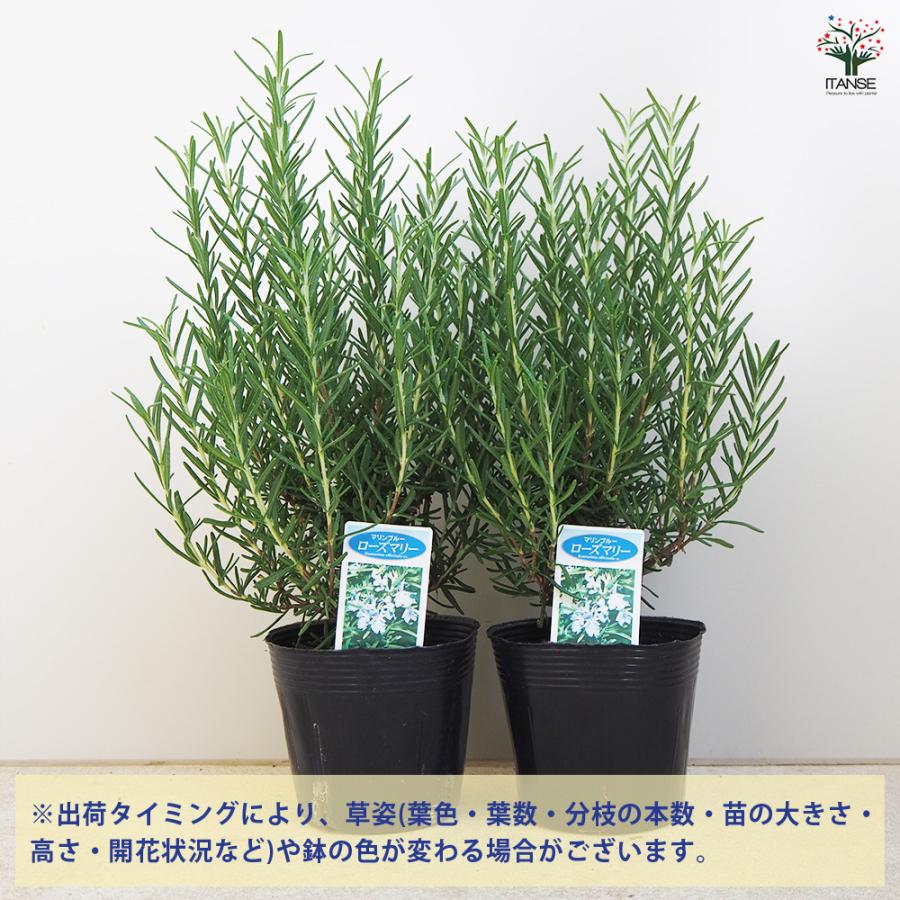 ローズマリー マリンブルー ハーブの苗 3.5〜4号/お買い得2個セット