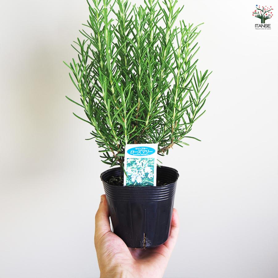 ローズマリー マリンブルー ハーブの苗 3.5号/お買い得2個セット
