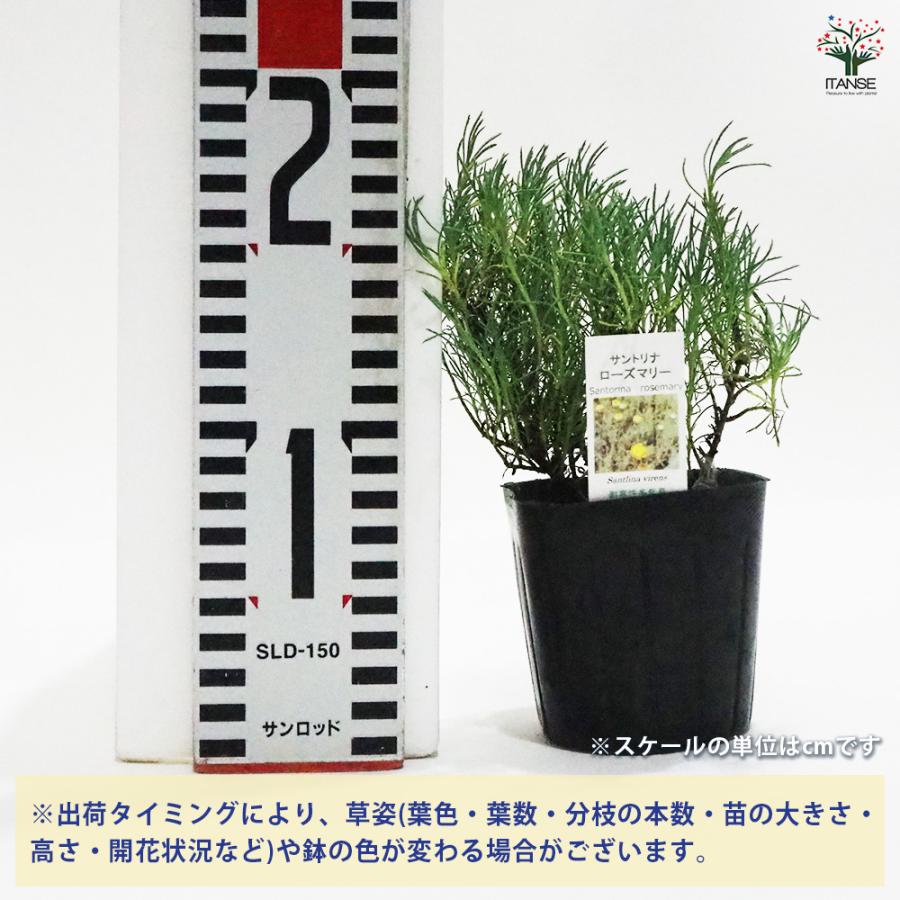 ローズマリー ローズマリー マリンブルー 【ハーブの苗 3.5～4号】｜ 【植物の