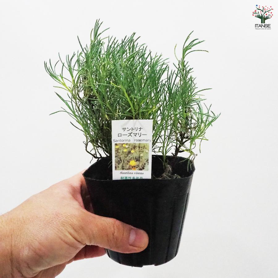 サントリナ ローズマリー ハーブの苗 9cmポット/1個売り シルバー
