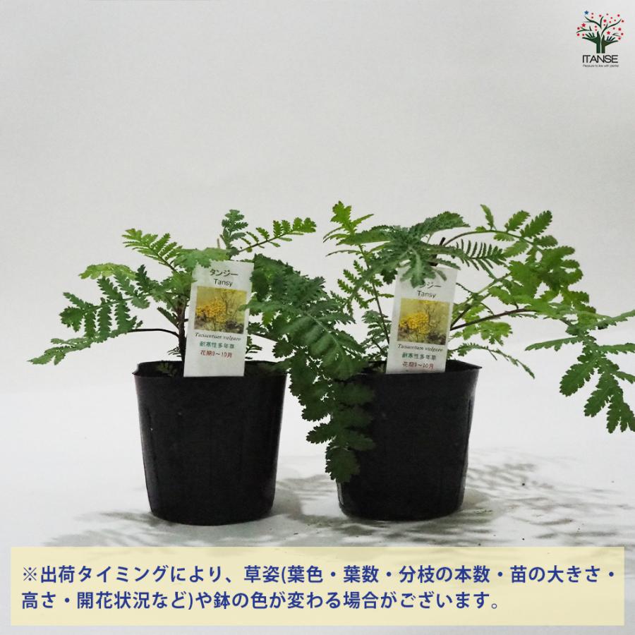 タンジー ハーブの苗 9cmポット/お買い得4個セット herb ハーブ ハーブ苗 ガーデニング 家庭菜園