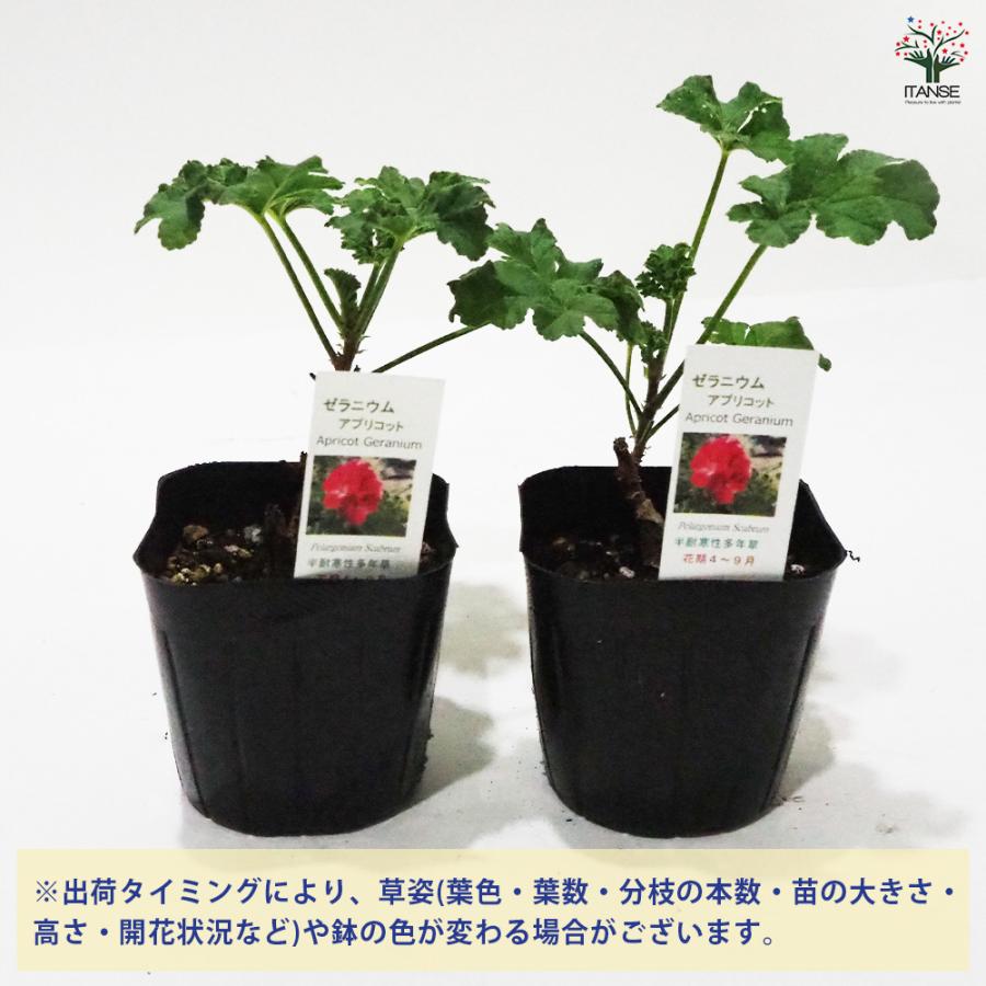 ゼラニウム アプリコット ハーブの苗 9cmポット/1個売り 花の苗 ゼラニウム アプリコット ハーブの苗 9cmポット/1個売り 花の苗