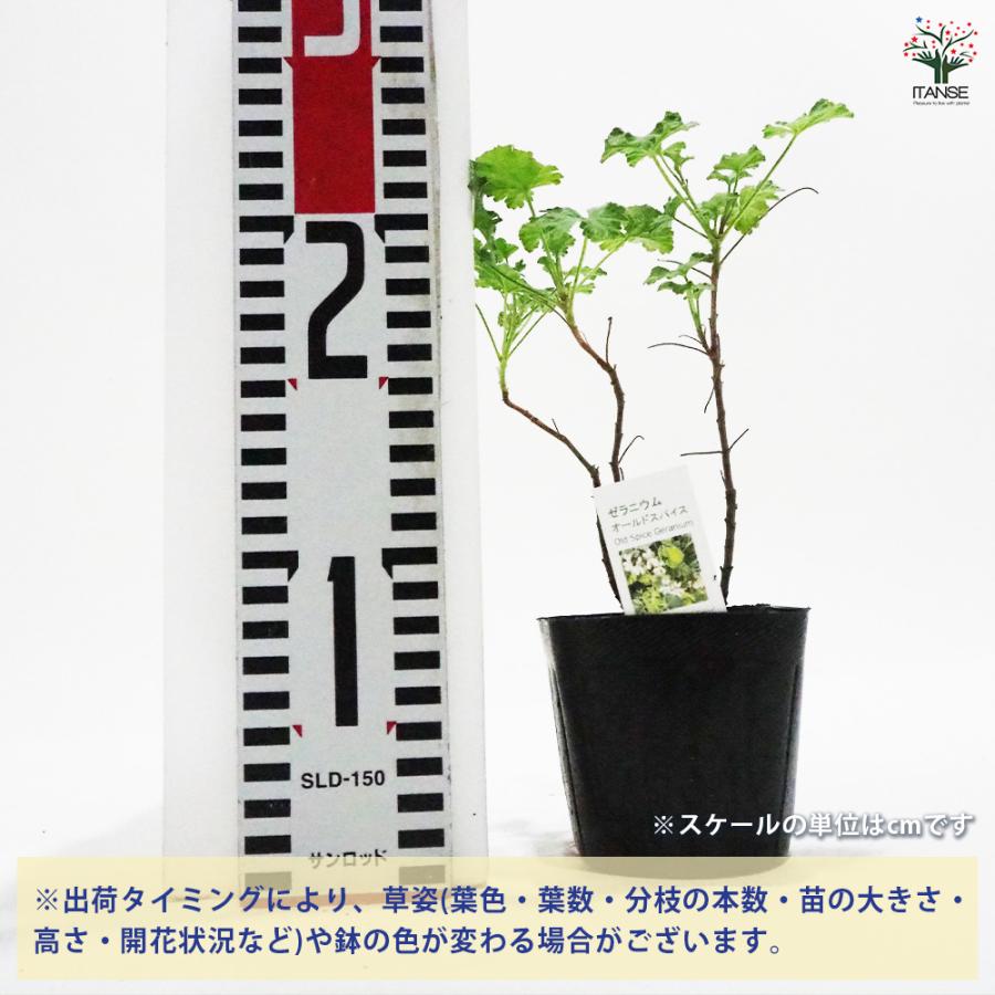 ゼラニウム オールドスパイス ハーブの苗 9cmポット/1個売り 花の苗