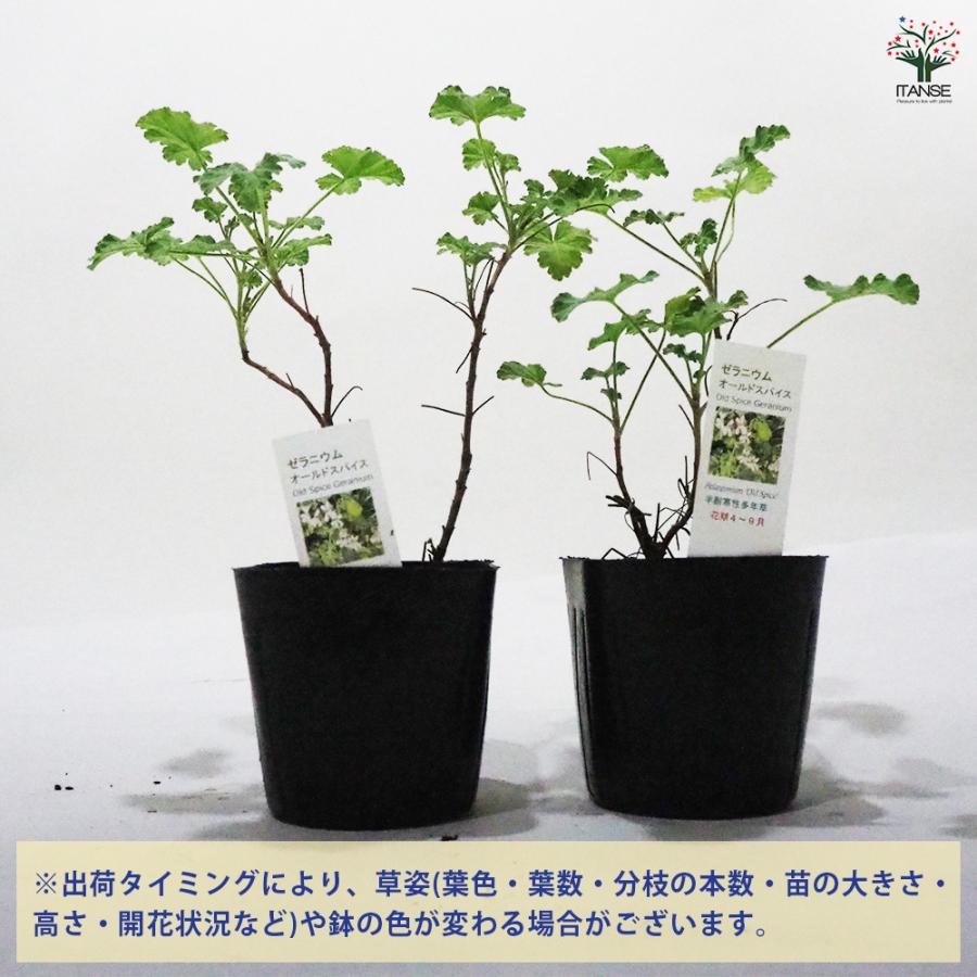 ゼラニウム オールドスパイス ハーブの苗 9cmポット/1個売り 花の苗