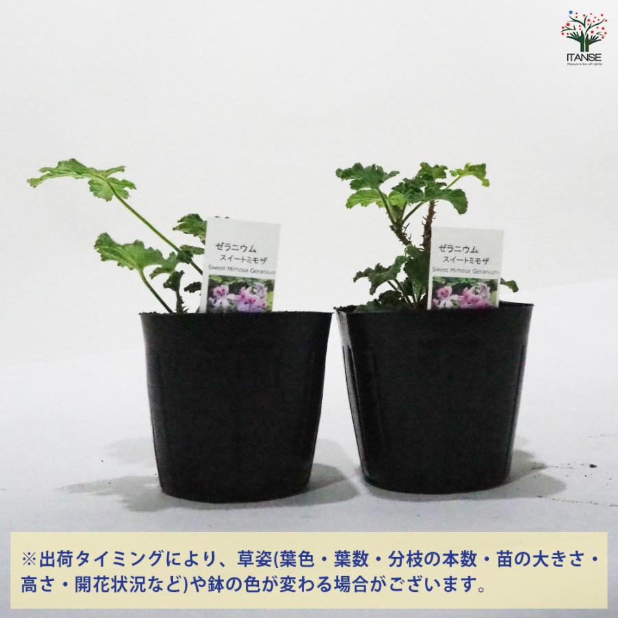 ゼラニウム スイートミモザ ハーブの苗 9cmポット/お買い得4個セット