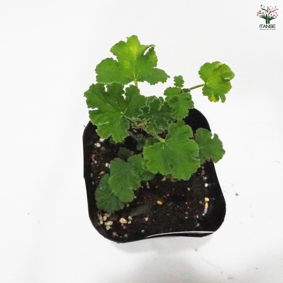 ゼラニウム スイートミモザ ハーブの苗 9cmポット/お買い得4個セット