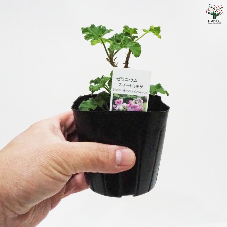 ゼラニウム スイートミモザ ハーブの苗 9cmポット/お買い得4個セット