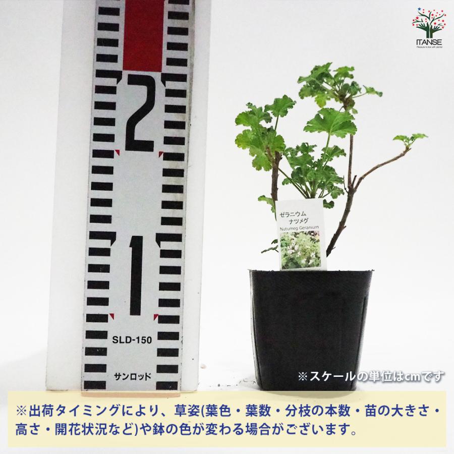 ゼラニウム ナツメグ ハーブの苗 9cmポット/お買い得2個セット 花の苗