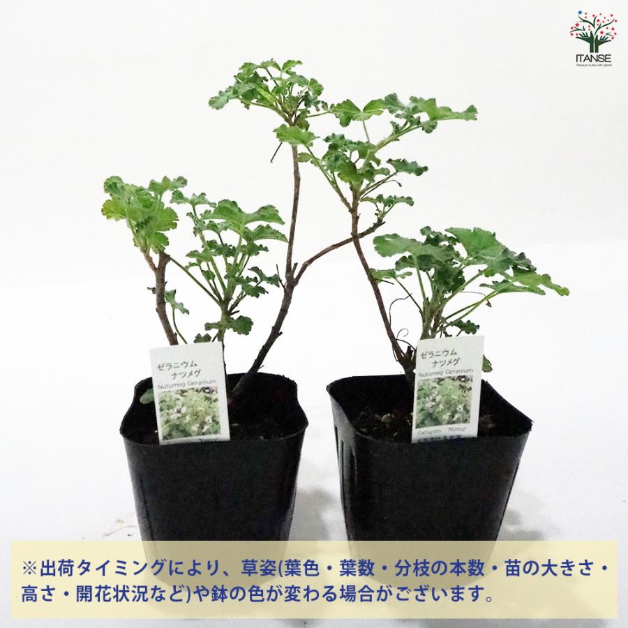 専用 ゼラニウム 大株2鉢セット 期間限定 楽天市場】ゼラニウム