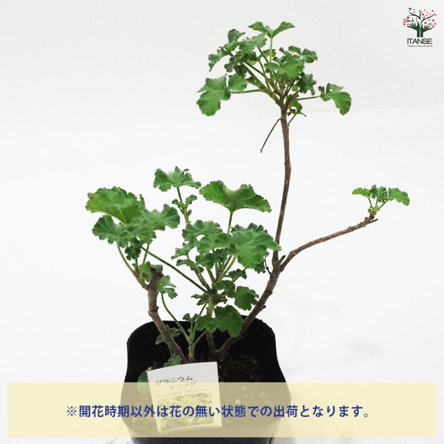 ゼラニウム ナツメグ ハーブの苗 9cmポット/お買い得2個セット 花の苗