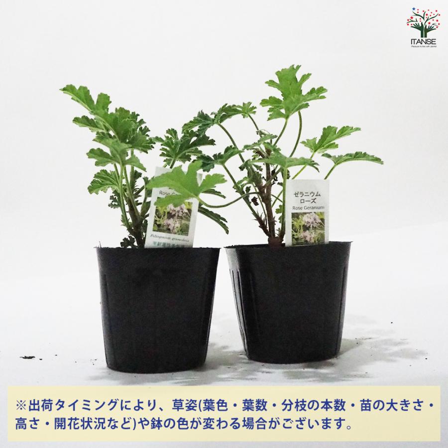 ゼラニウム ローズ ハーブの苗 9cmポット/お買い得2個セット 花の苗