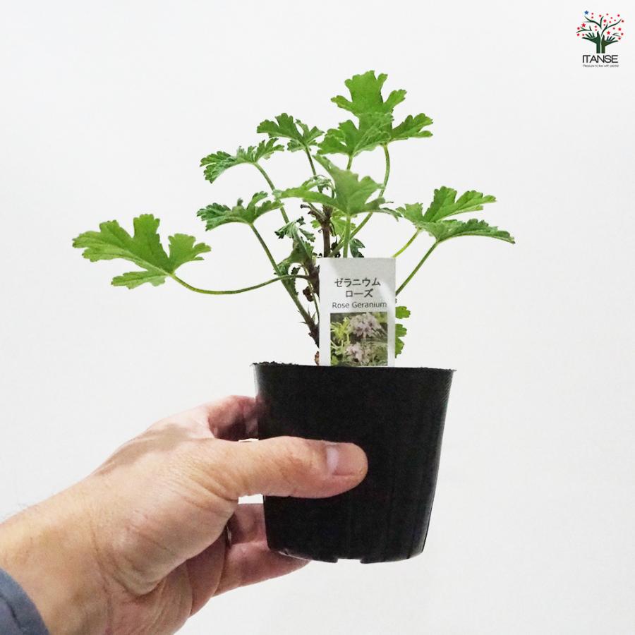 ゼラニウム ローズ ハーブの苗 9cmポット/お買い得2個セット 花の苗