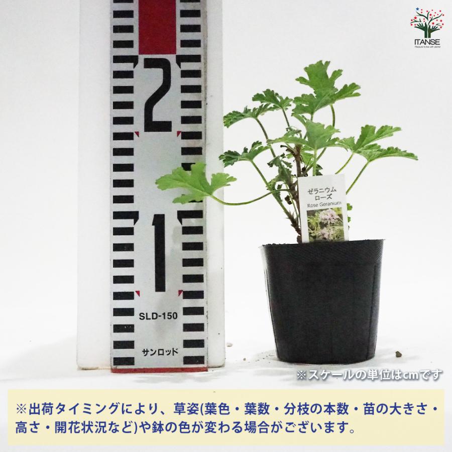ゼラニウム ローズ ハーブの苗 9cmポット/お買い得4個セット 花の苗