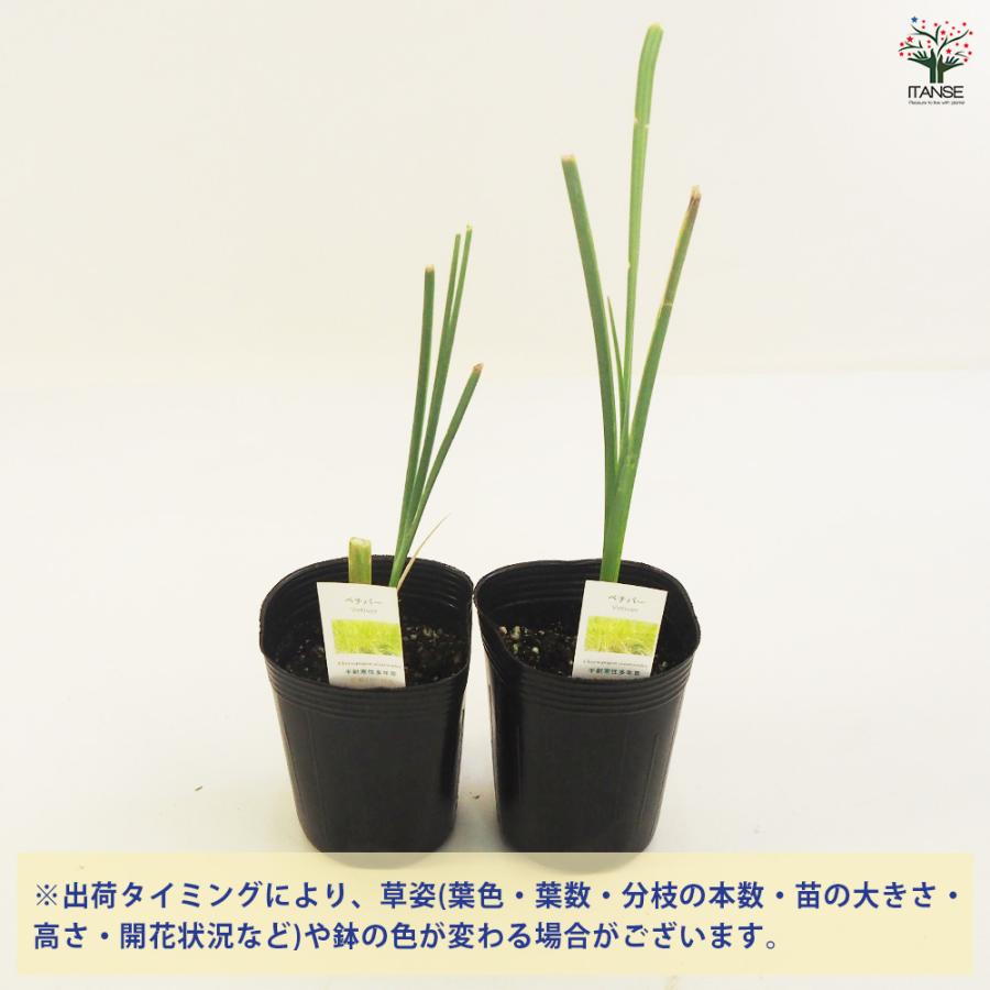 ベチバー ハーブの苗 9cmポット/お買い得4個セット 半耐寒性 常緑