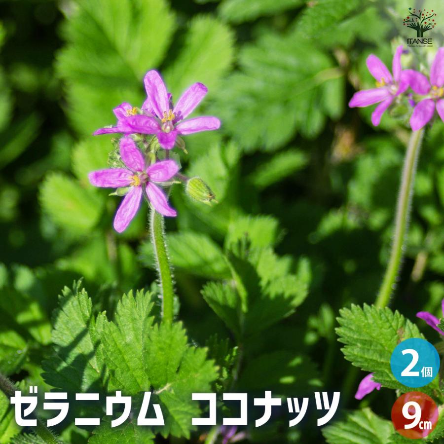 ゼラニウム ココナッツ ハーブの苗 3号/お買い得2個セット 花の苗