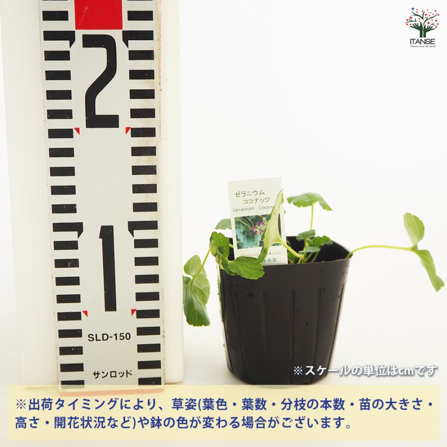 ゼラニウム ココナッツ ハーブの苗 3号/お買い得2個セット 花の苗