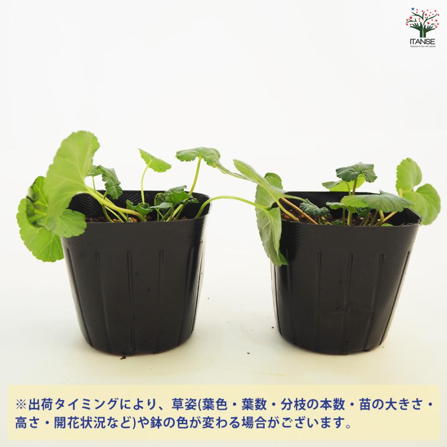 ゼラニウム ココナッツ ハーブの苗 3号/お買い得2個セット 花の苗