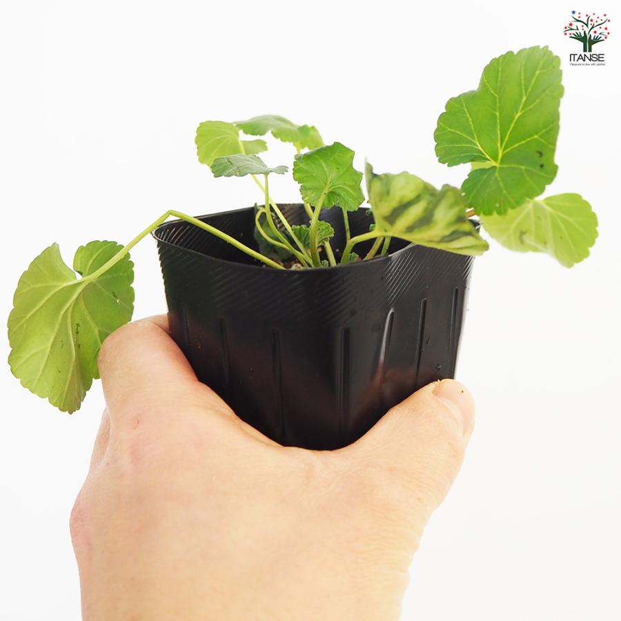 ゼラニウム ココナッツ ハーブの苗 3号/お買い得2個セット 花の苗