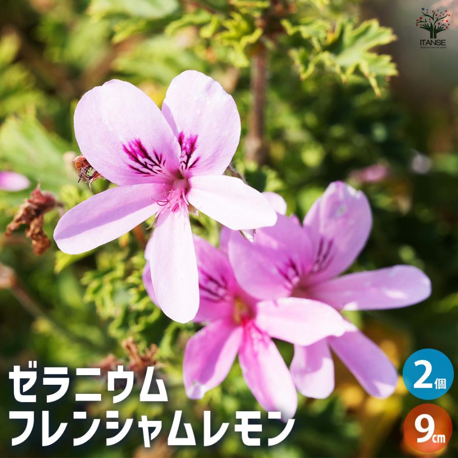 ゼラニウム フレンシャムレモン ハーブの苗 3号/お買い得2個セット 花