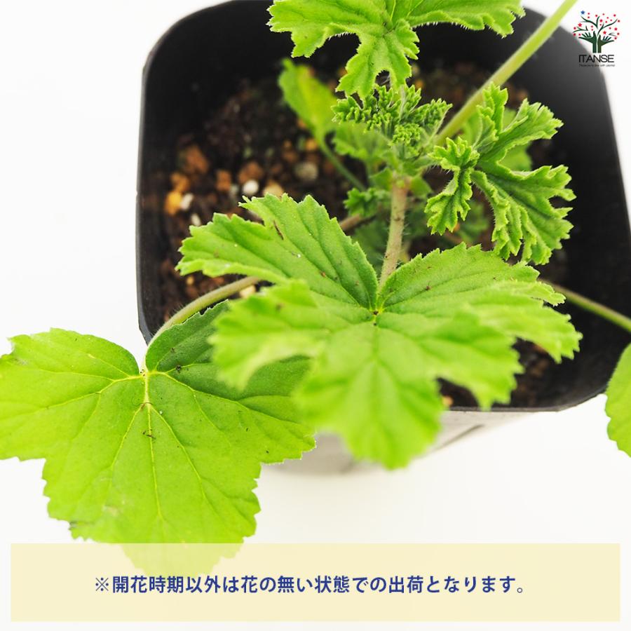 ゼラニウム フレンシャムレモン ハーブの苗 3号/お買い得2個セット 花