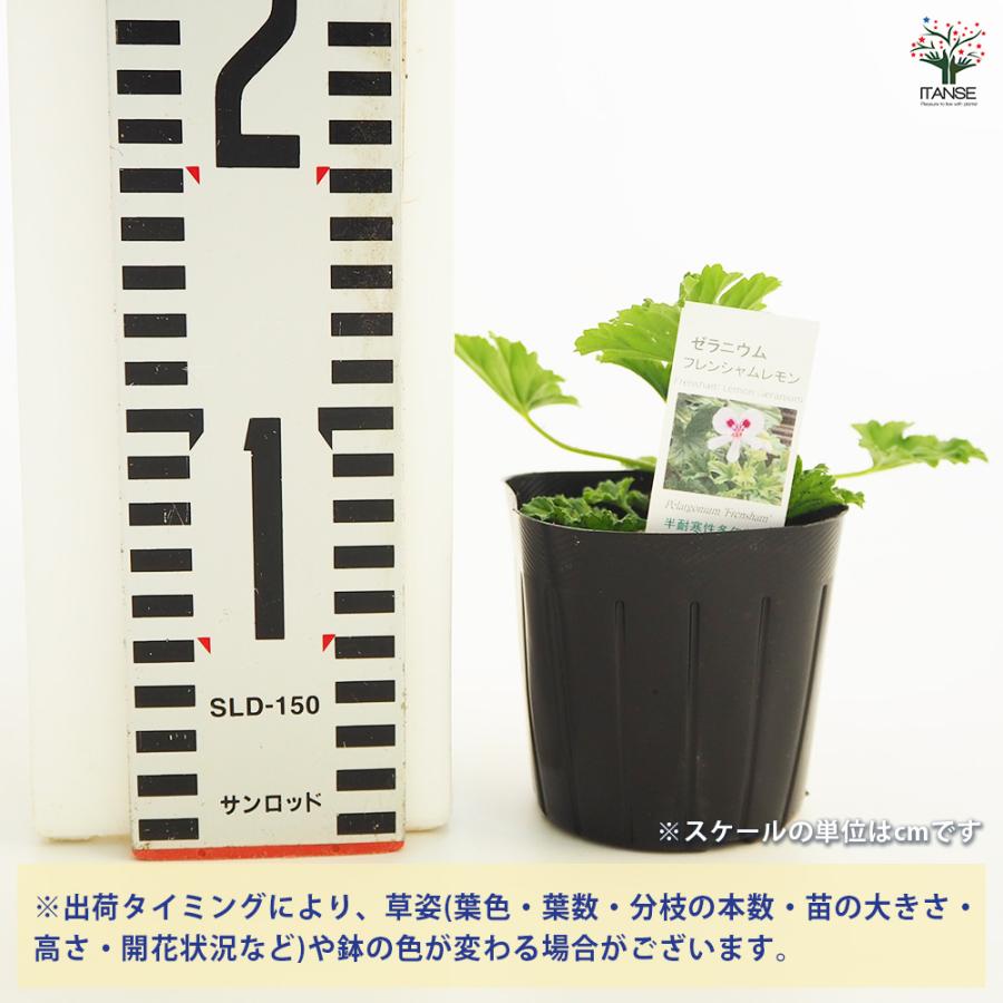 入手困難ゼラニウム開花苗 ゼラニウム 苗 販売 苗木部 By 花ひろばオンライン