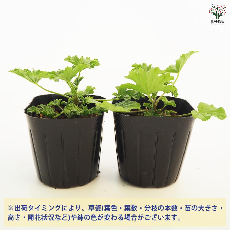 ゼラニウム フレンシャムレモン ハーブの苗 3号/お買い得3個