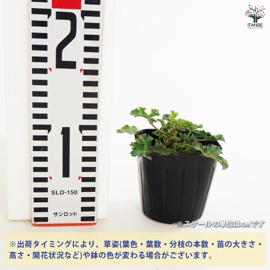 ゼラニウム ストロベリー ハーブの苗 3号/お買い得2個セット 花の苗