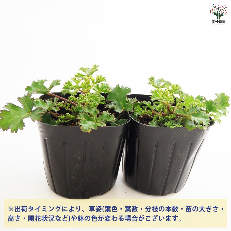 ゼラニウム ストロベリー ハーブの苗 3号/お買い得2個セット 花の苗