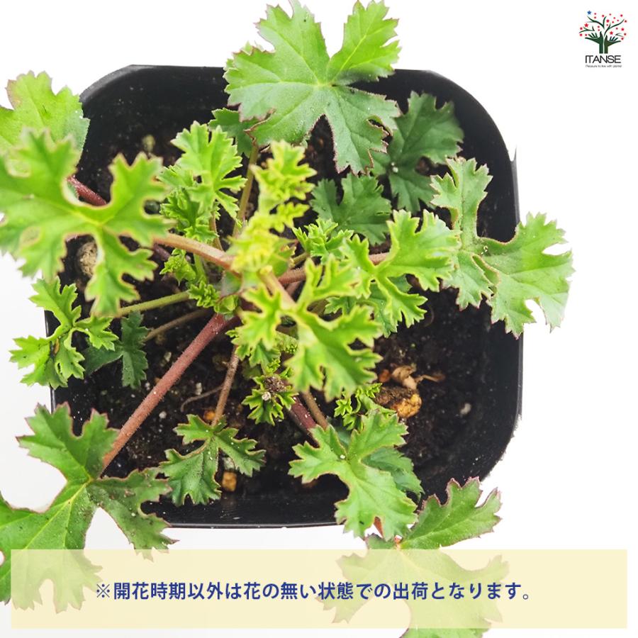 ゼラニウム ストロベリー ハーブの苗 3号/お買い得2個セット 花の苗