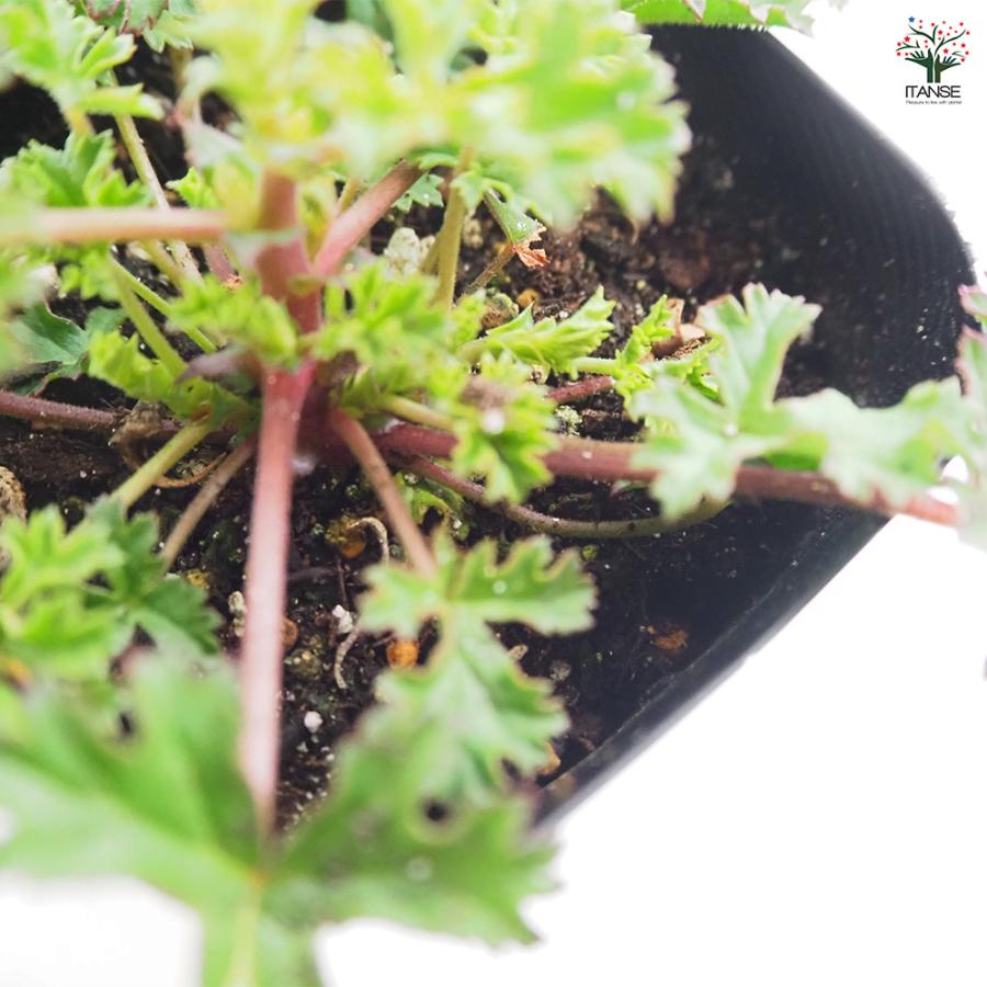 ゼラニウム ストロベリー ハーブの苗 3号/お買い得2個セット 花の苗