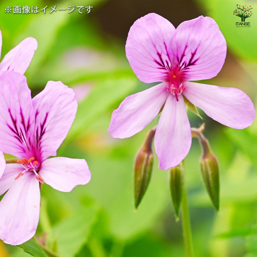 ゼラニウム ストロベリー ハーブの苗 3号/お買い得3個セット 花の苗