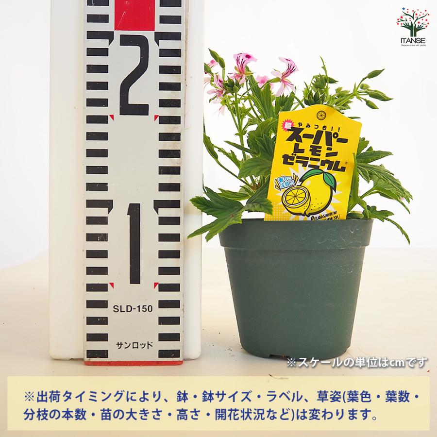 スーパーレモンゼラニウム ハーブの苗 3.5号/1個売り 花の苗