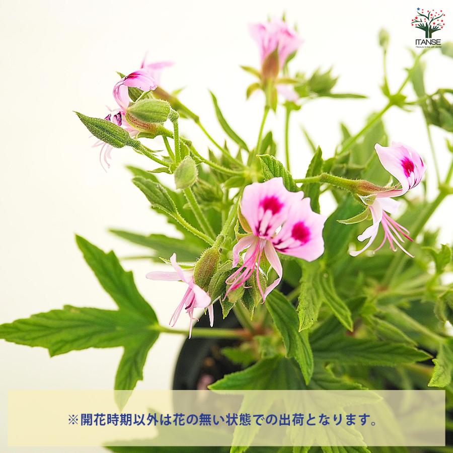 スーパーレモンゼラニウム ハーブの苗 3.5号/1個売り 花の苗