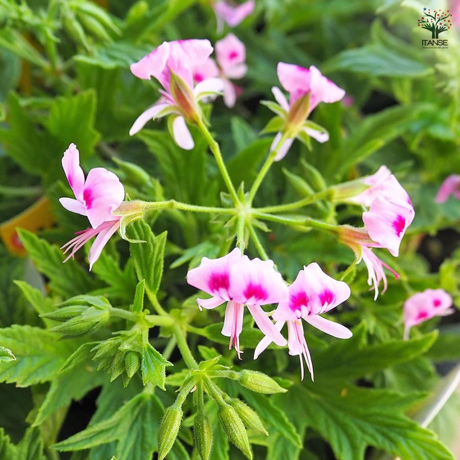 スーパーレモンゼラニウム ハーブの苗 3.5号/1個売り 花の苗