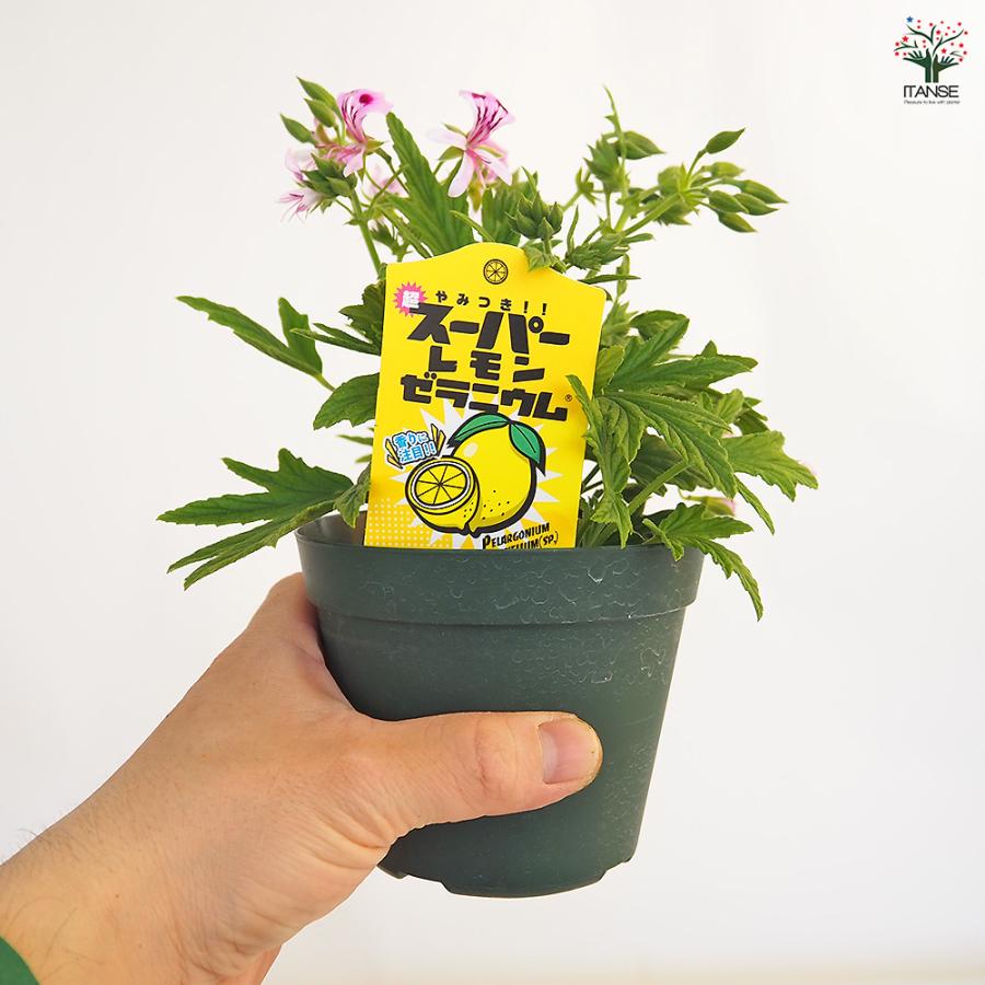 スーパーレモンゼラニウム ハーブの苗 3.5号/1個売り 花の苗