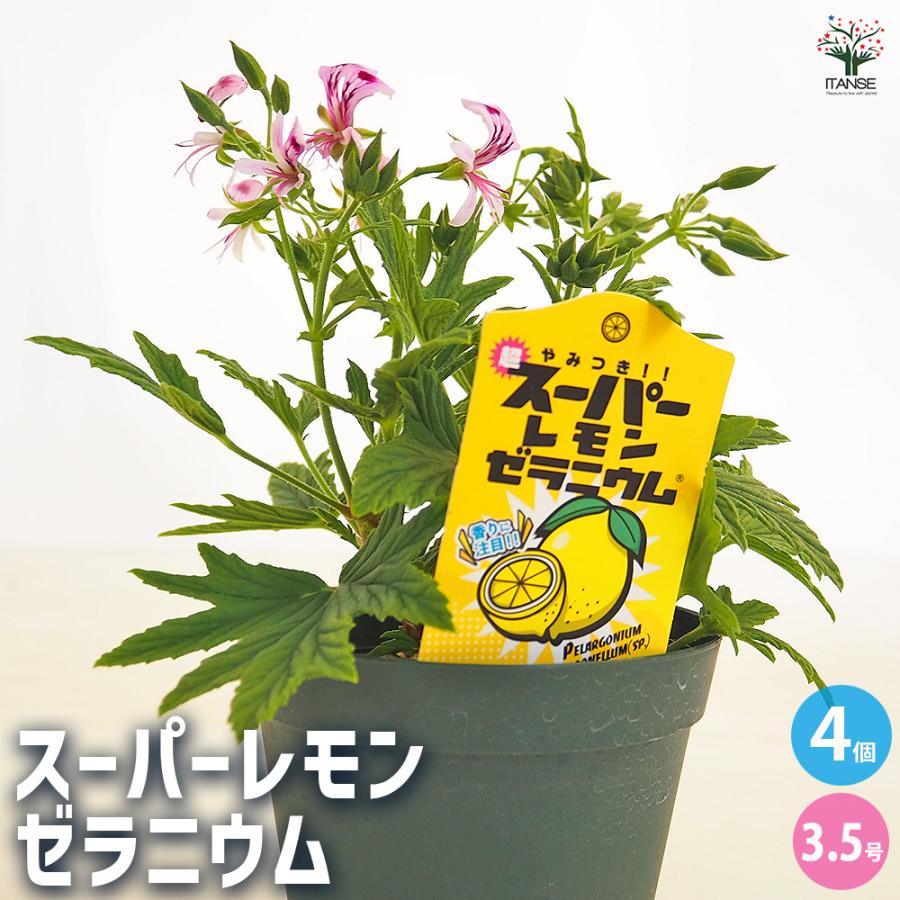 スーパーレモンゼラニウム ハーブの苗 3.5号/お買い得4個セット 花の苗