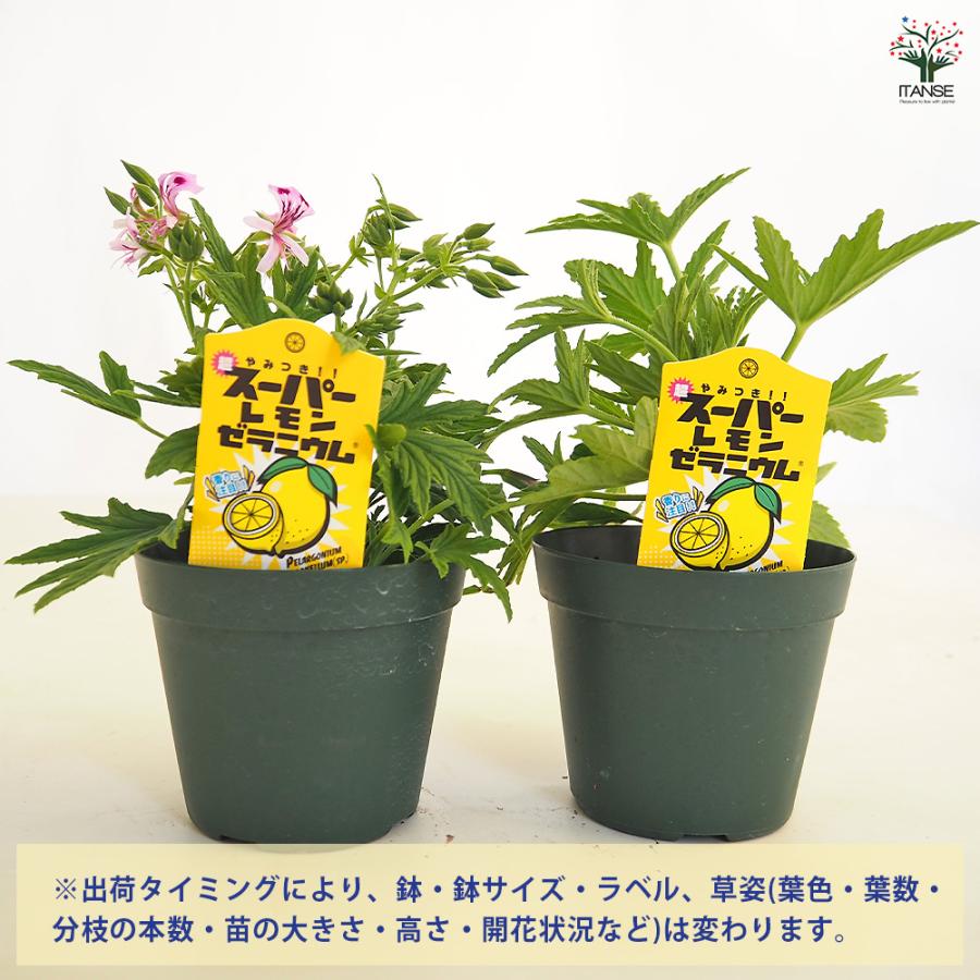 スーパーレモンゼラニウム ハーブの苗 3.5号/お買い得4個セット 花の苗